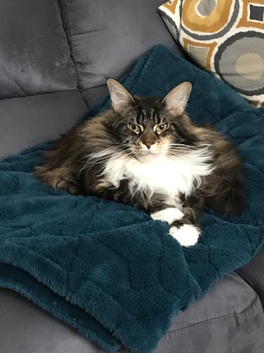 Kundenfoto einer großen, langhaarigen Katze, die auf einer blauen Decke auf einem Sofa ruht.