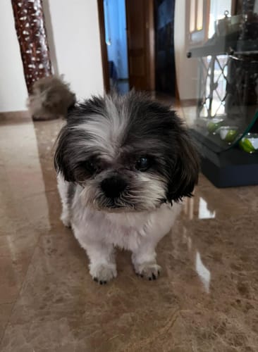 Customer photo review of DOG BLISS™ Triple Colágeno