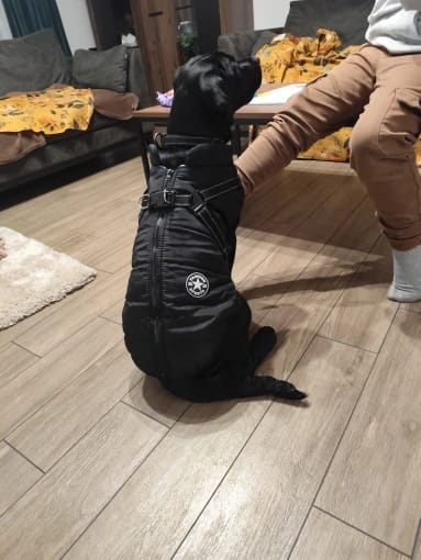 Customer photo review of Waterproof Warm Winter Dog Jacket With Harness | Dog Clothes