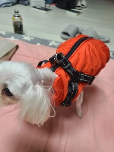 Customer photo review of Waterproof Warm Winter Dog Jacket With Harness | Dog Clothes