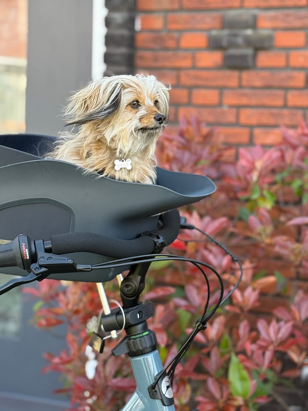 Customer photo review of Kvisp Dog Bike Carrier