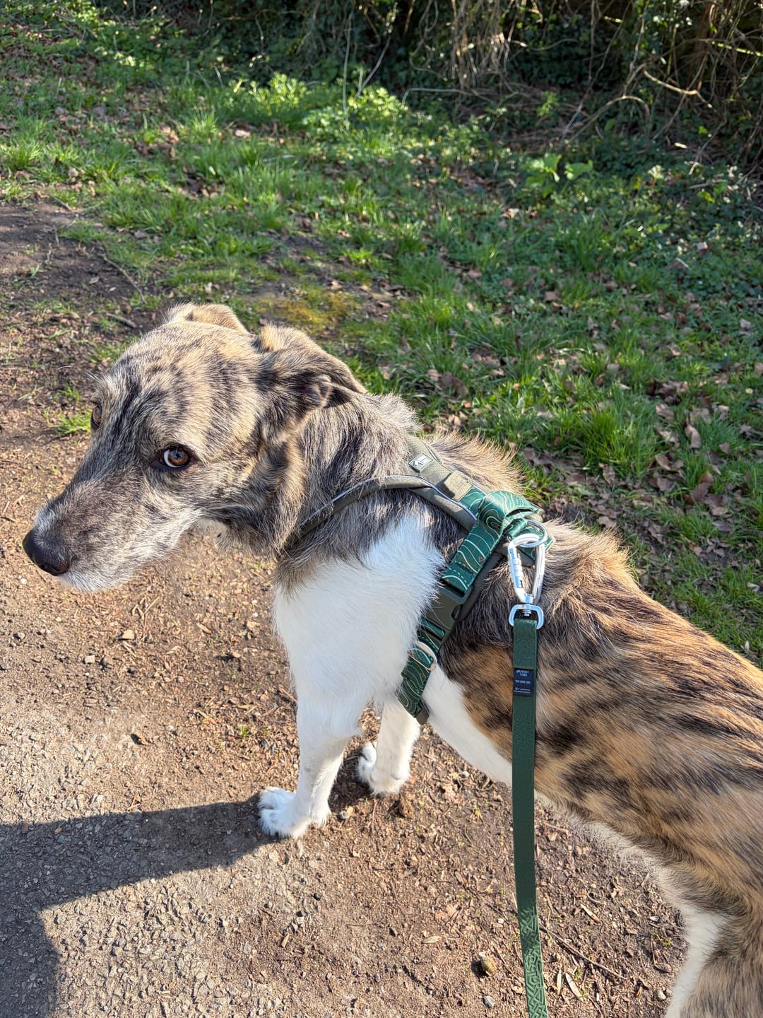 Customer photo review of Apex® Harness