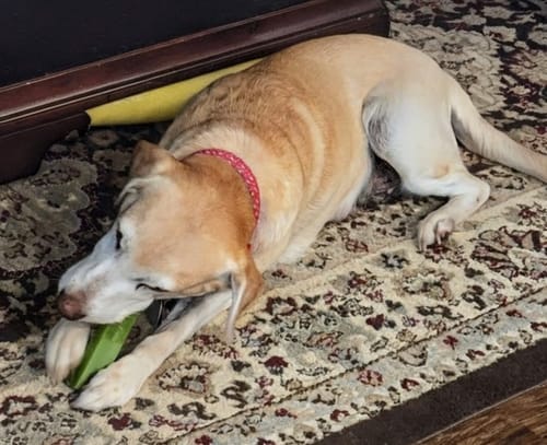 Customer's yellow dog lies on a rug and chews on the green Mint Yak Chew.