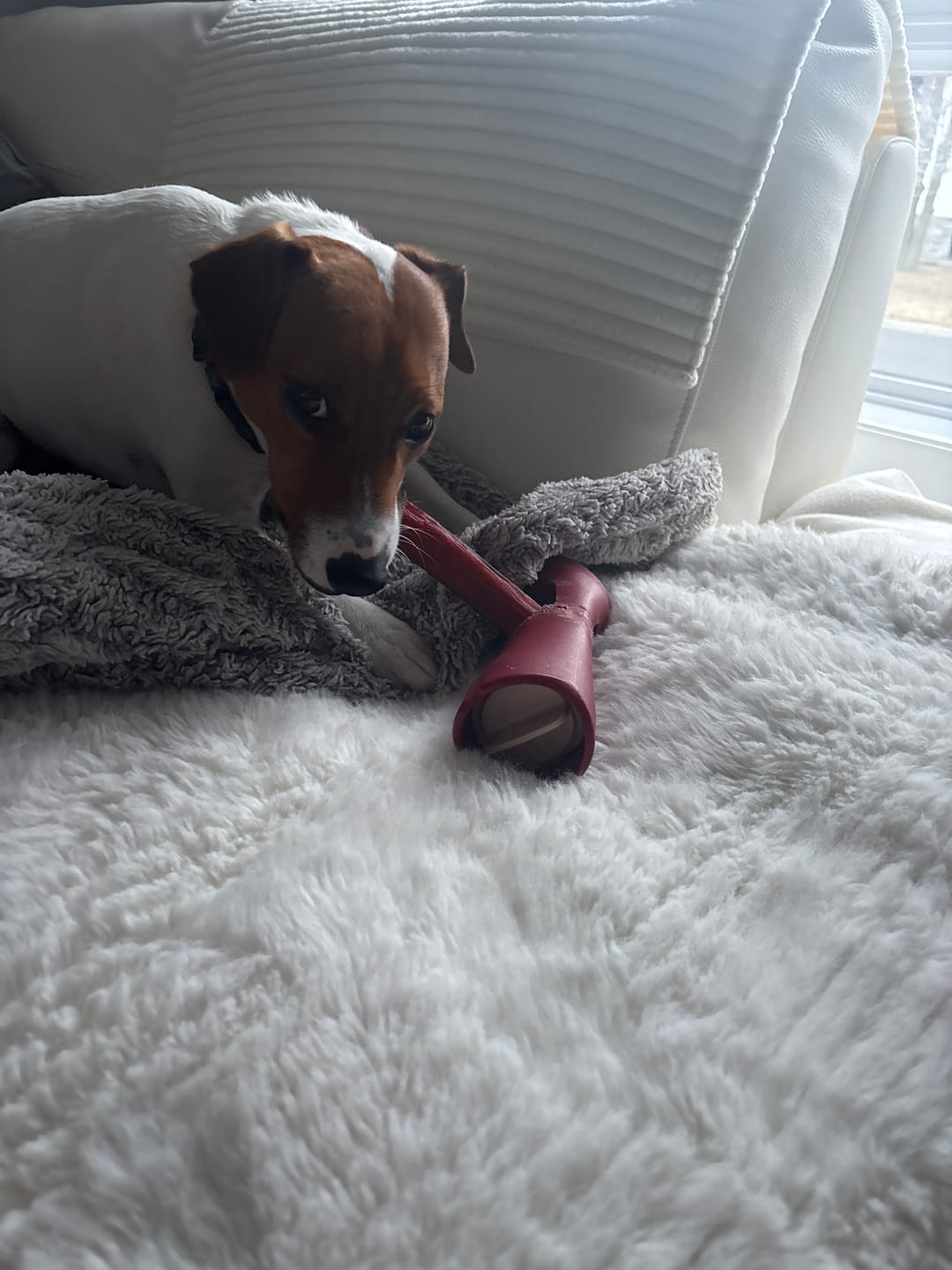 Customer photo review of 6 Inch Jumbo Bully Stick