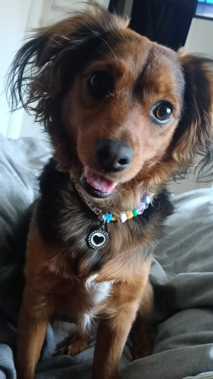 Customer photo review of Collanina canina carina