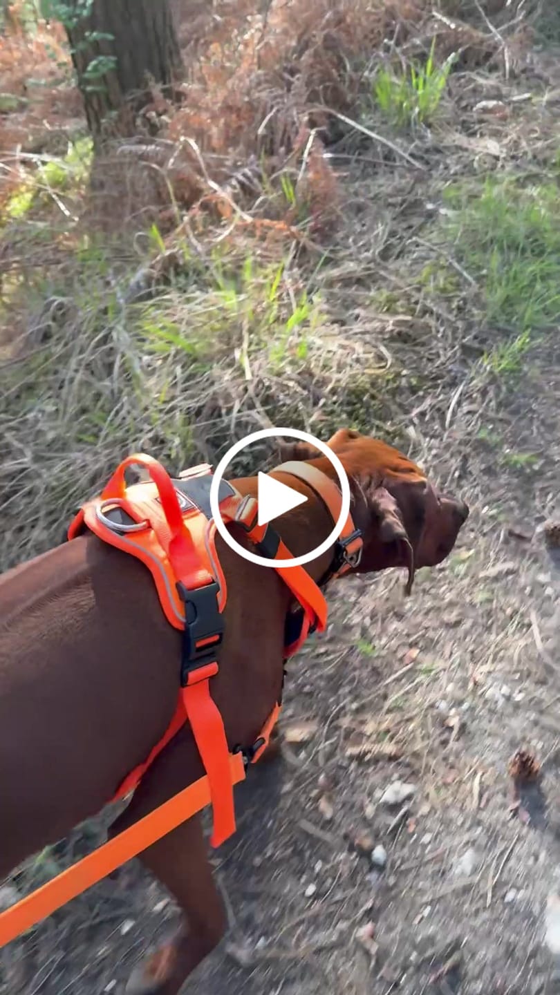 Customer video review of Anti Pull Hurricane Harness Lighter | With Handle - Orange