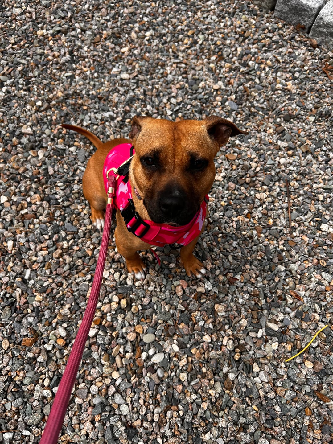 Customer photo review of Classic Heavy-Duty Tactical No-Pull Team K9™ Dog Harness With Front & Back D-Rings, Quick-Release Metal-Buckles, Hook & Loop Panels, & Top Handle