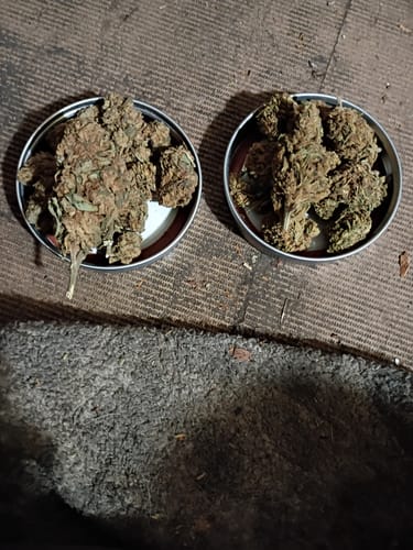 Customer photo review of THCA Flower Budget Buds