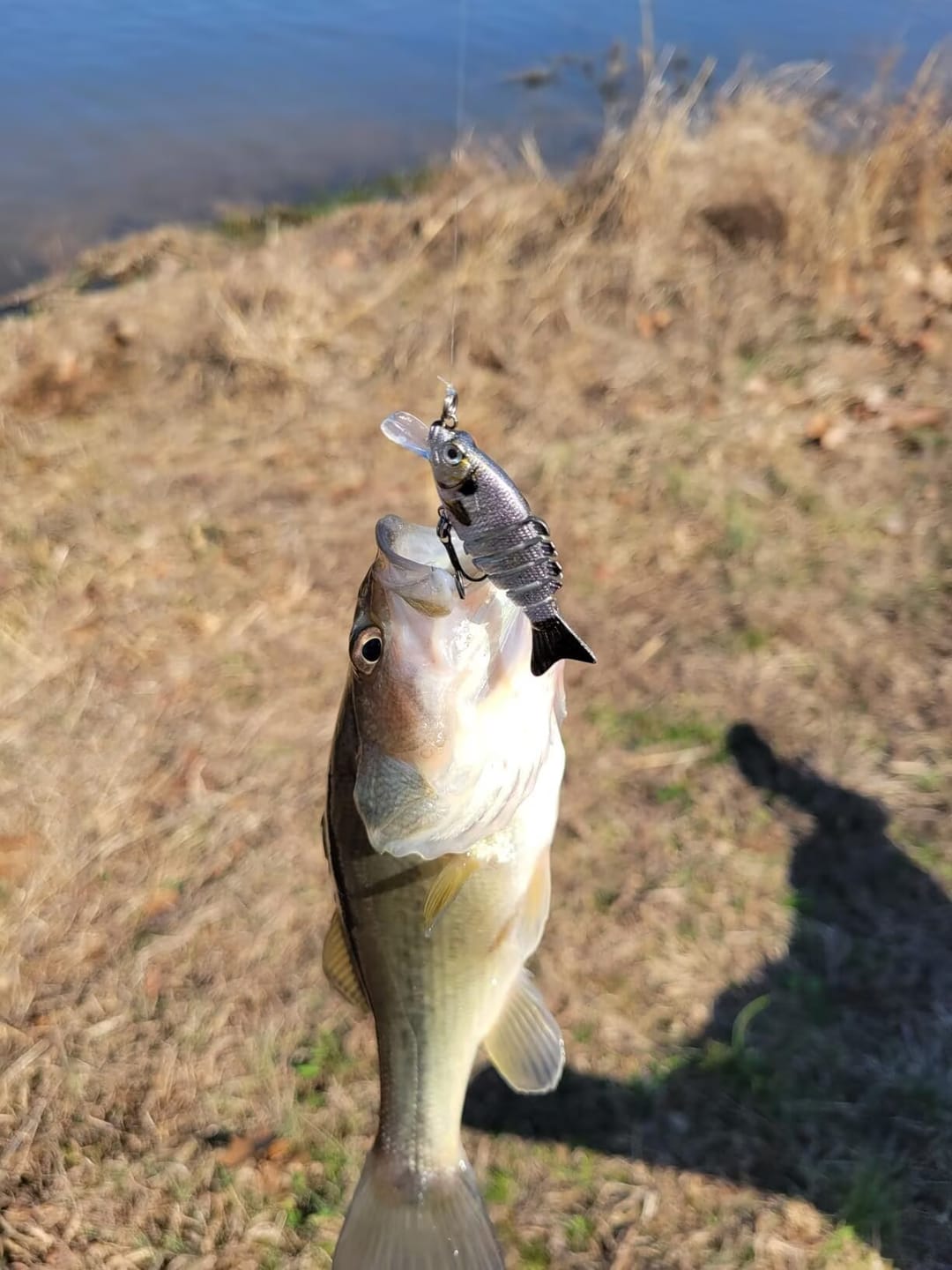 Customer photo review of TRUSCEND Fishing Lures for Bass Swimbaits for Bass Fishing Segmented Multi Jointed Swim Baits Slow Sinking Swimming Lures for Freshwater Saltwater Fishing Gear Lure Kit Fishing Gifts Plugs 3in/0.4oz [WM]
