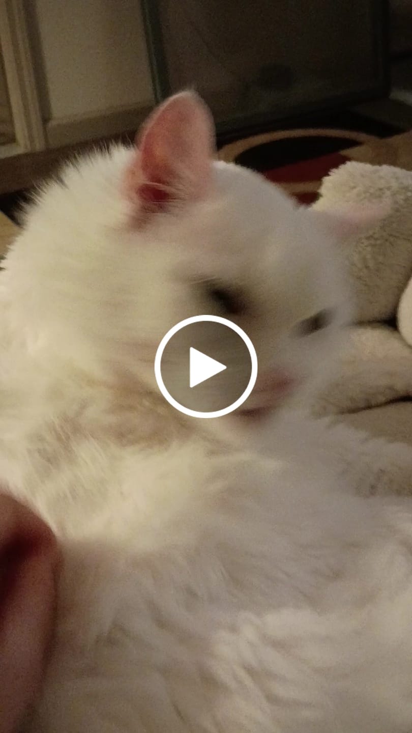 Customer video review of Blisso Advanced Cat Probiotic