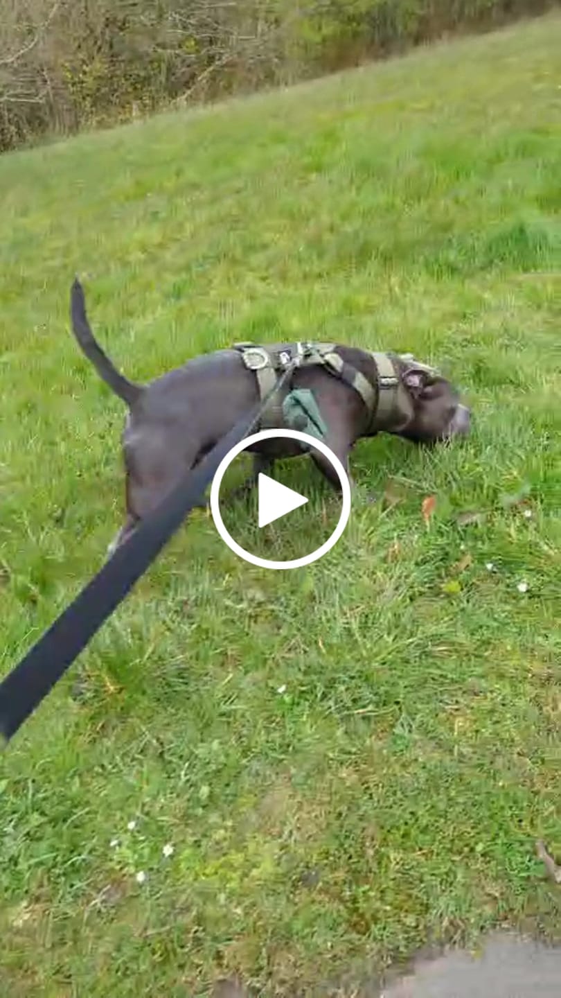 Customer video review of 1.4m Swivel Combat Lead | Anti-Tangle & Secure Clip - Khaki