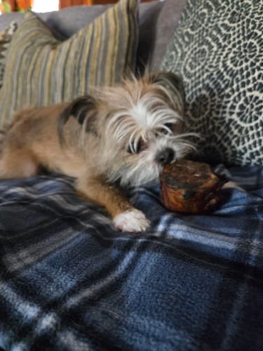Customer photo review of Smoked Beef Marrow Bone
