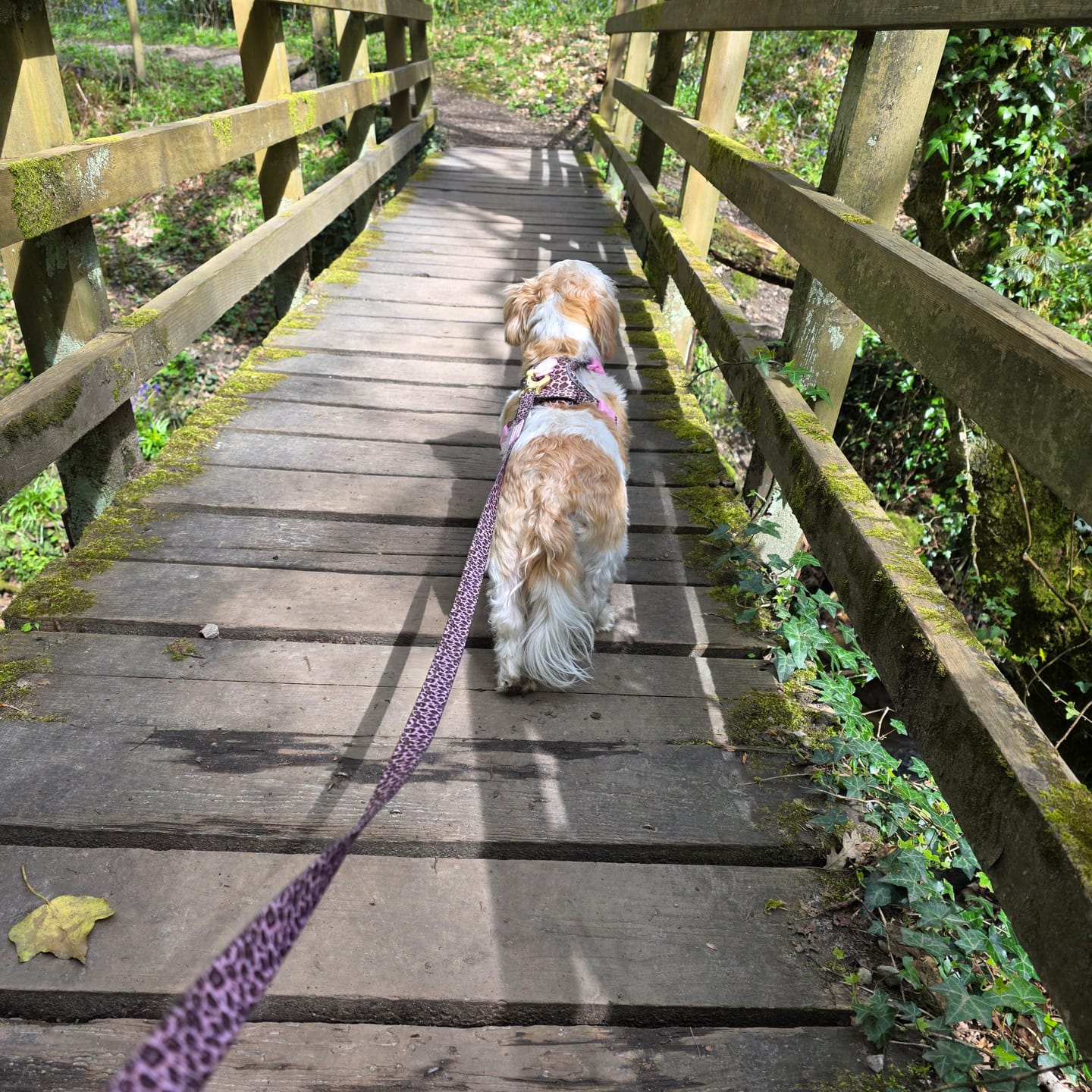 Customer photo review of Tough Trails™ Harness -  Leopard Print