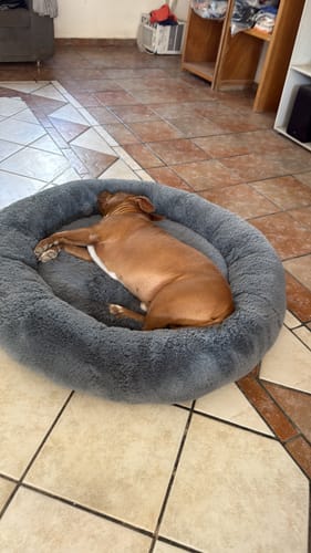 Un cliente muestra a su perro durmiendo estirado en la afelpada cama antiestrés gris.