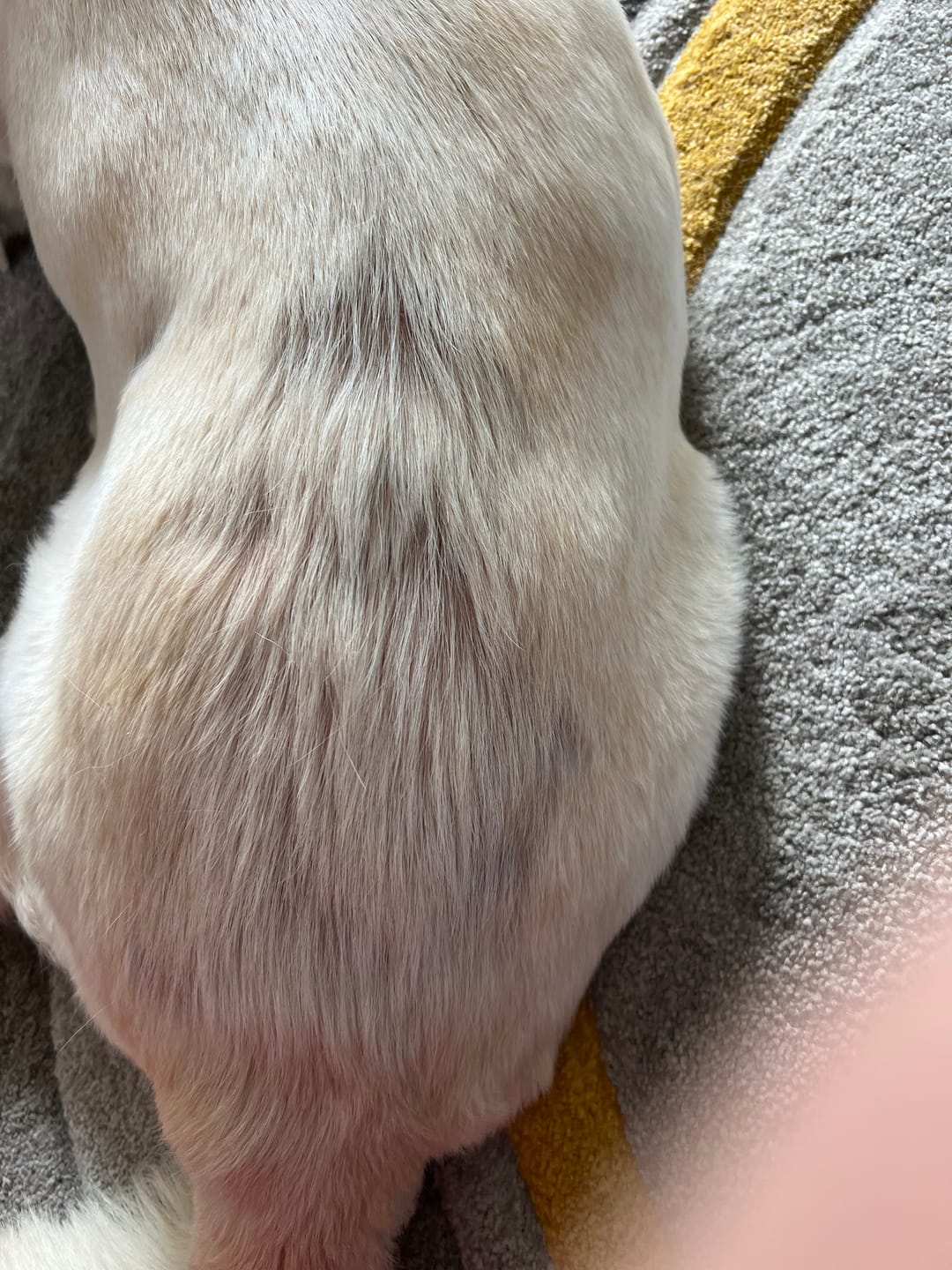 Customer photo review of Dog Duo Pack
