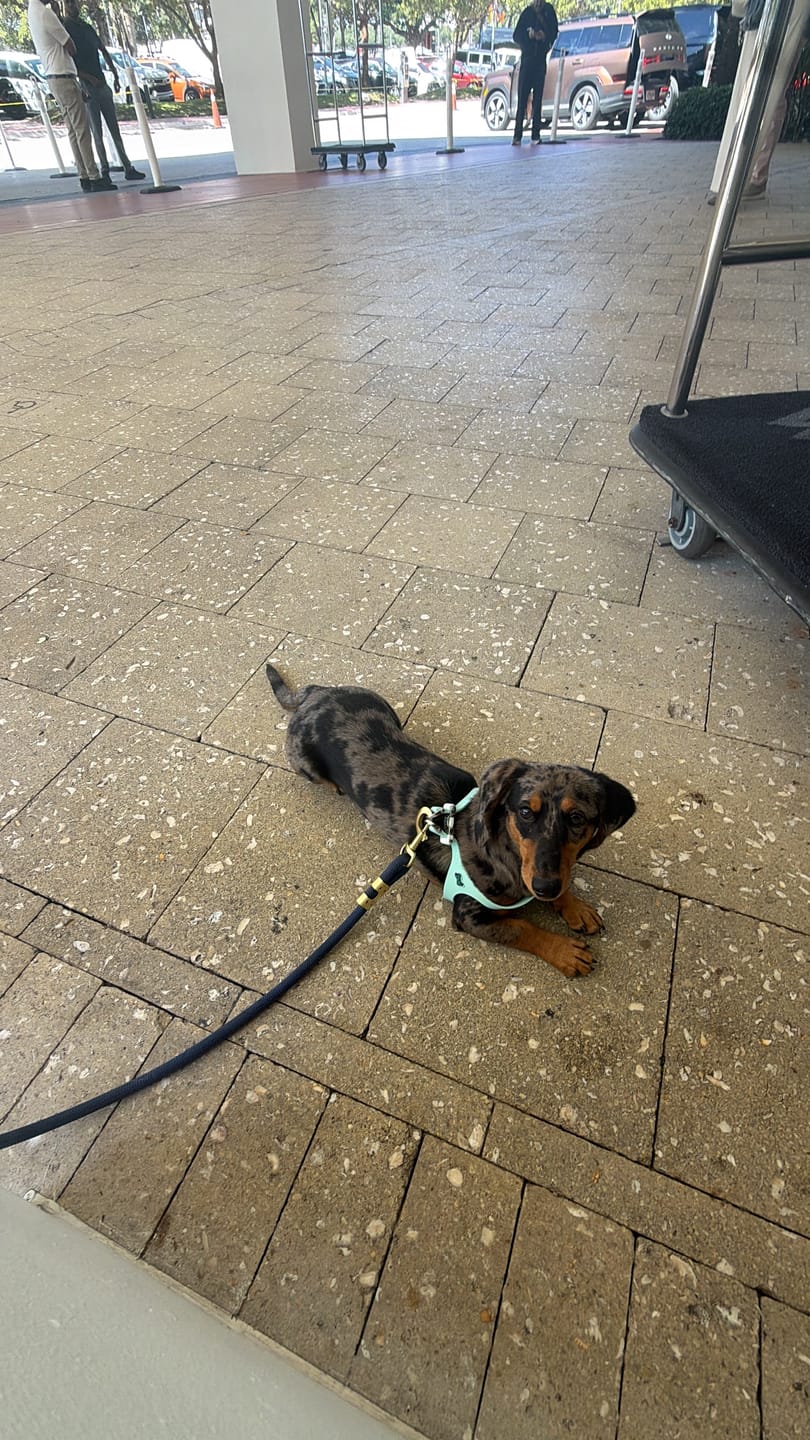 Customer photo review of Boneflex Ultra Mint Harness