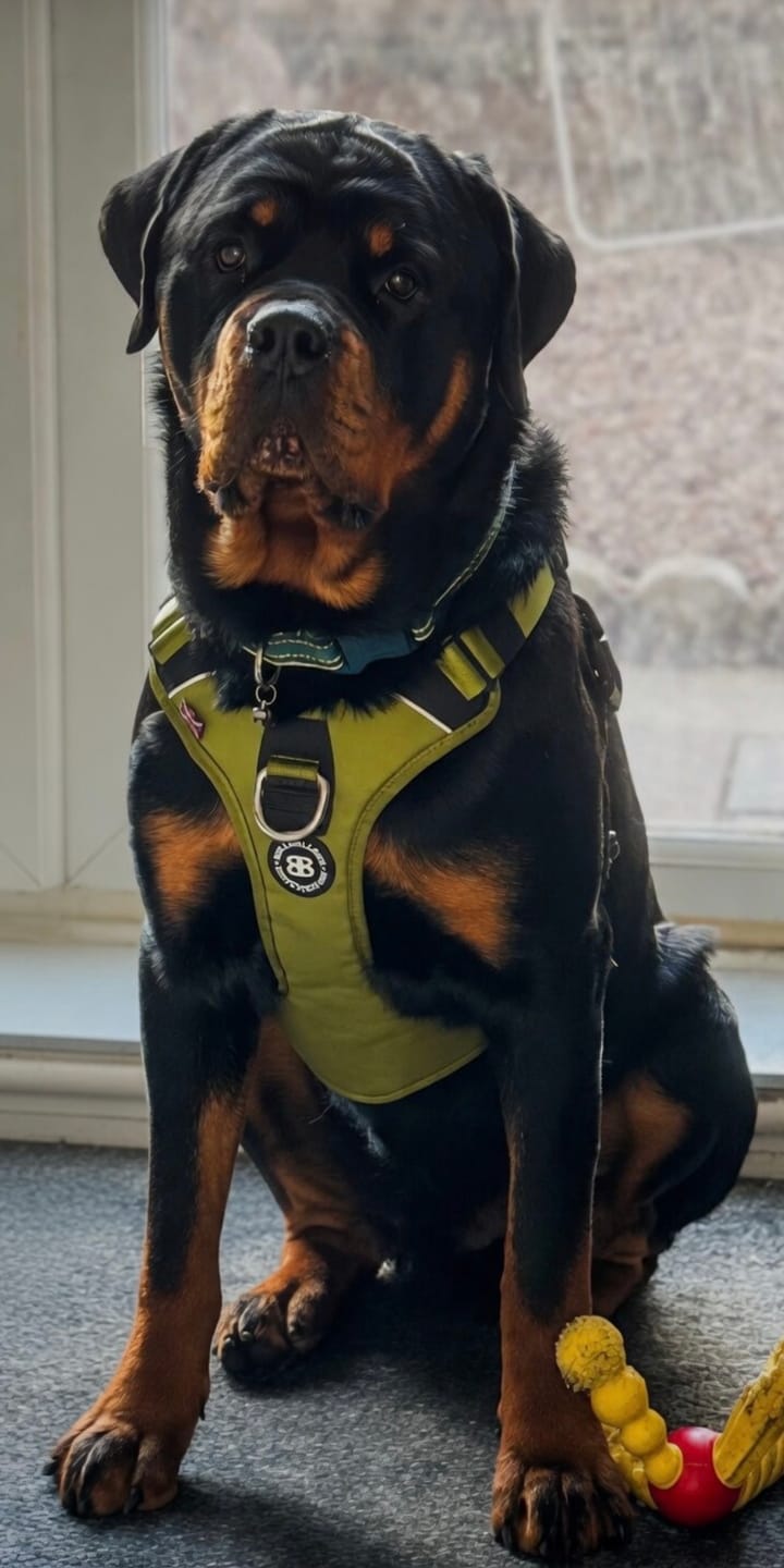 Customer photo review of Anti Pull Hurricane Harness Lighter | With Handle - Olive Green