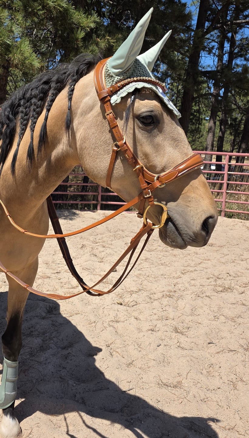 Customer photo review of Spiritandhiscrew X MASEGO bit to bitless Multi bridle