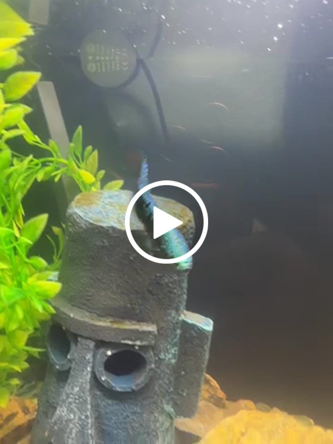 Customer video review of Green Samurai Alien Wild Male Betta Fish | Grower Pick