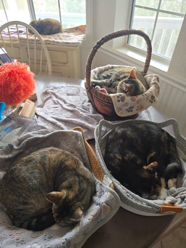Customer photo review of Instinct Basket | Meet the first research-backed natural territory for indoor cats
