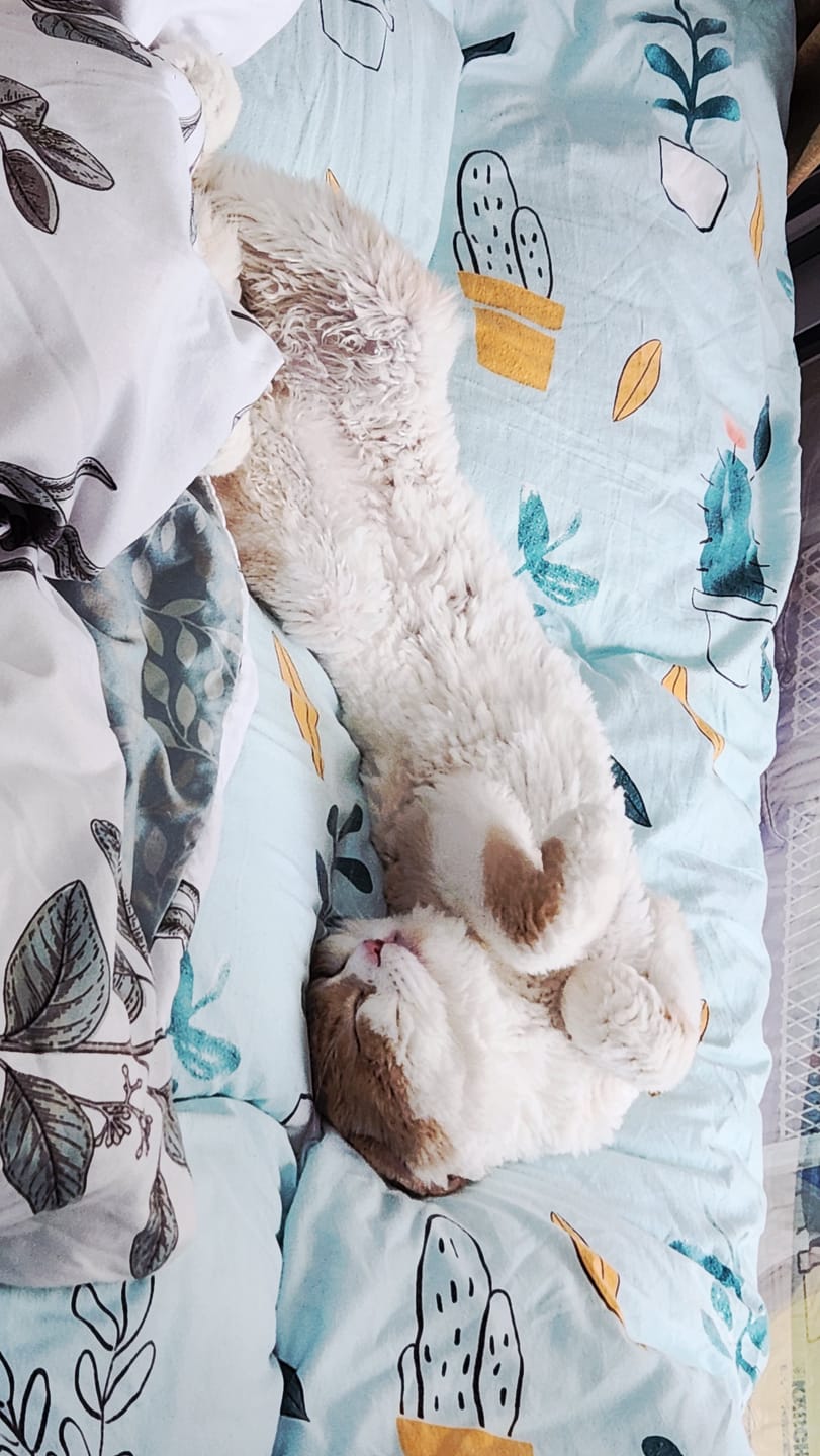 Customer photo review of Ultimate Comfort Luxury Beroea Mattress Topper 12 cm