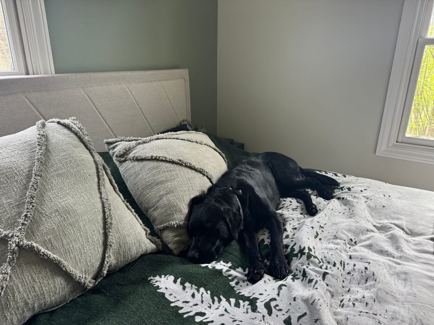 Customer photo review of Pet Couch Cover - Forest Green