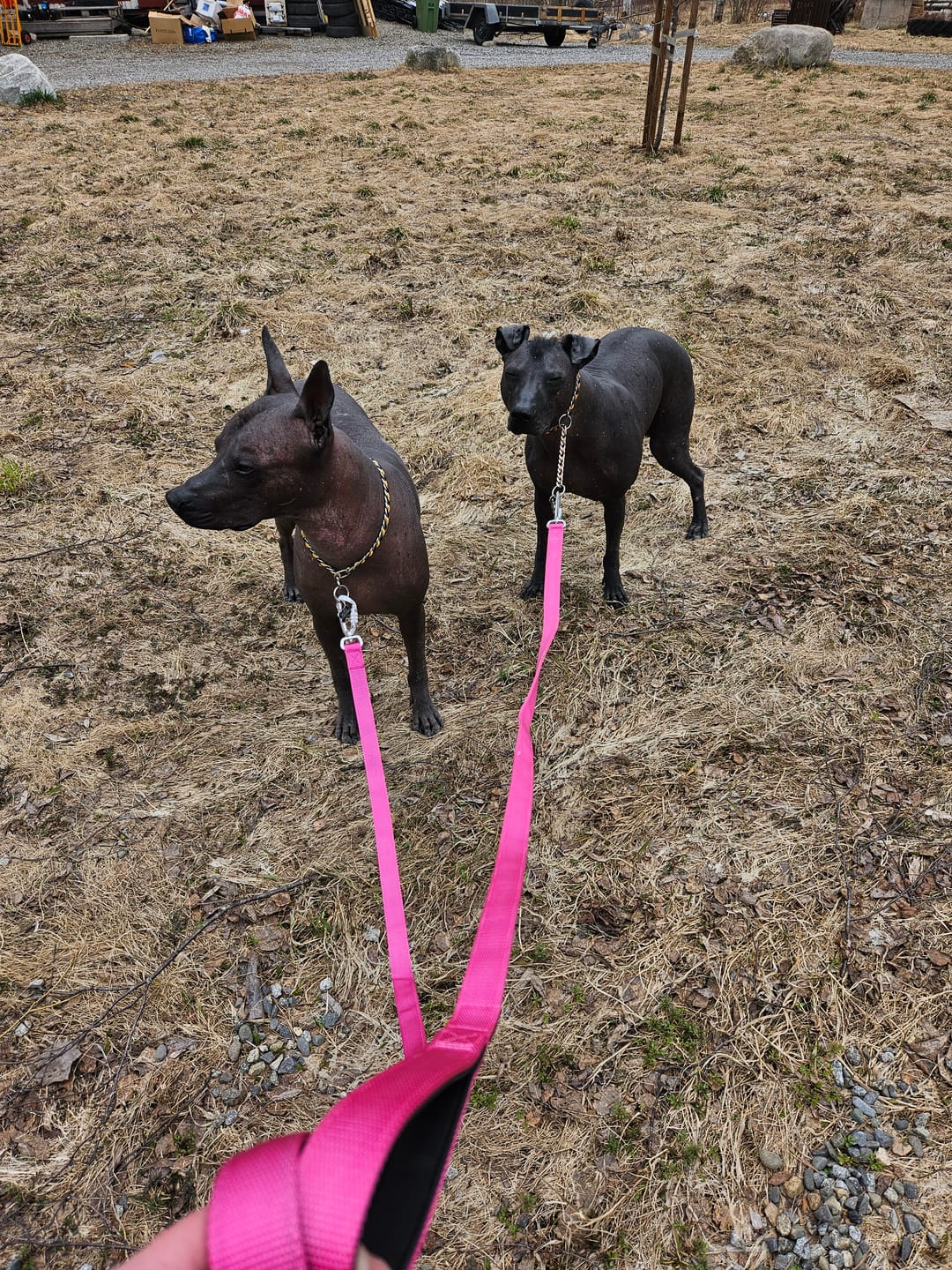 Customer photo review of Staffordshire Bull Terrier 1935® Nylon Leash - Fuchsia - Carabiner