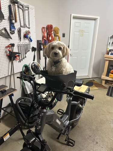 Customer's small white dog sitting on the plush Comfort Seat Liner inside a Kvisp bike seat in a garage.
