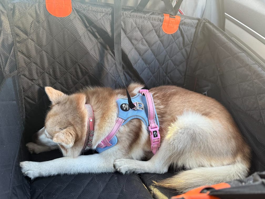 Customer photo review of Marlo&Co™ Single Travel Seat