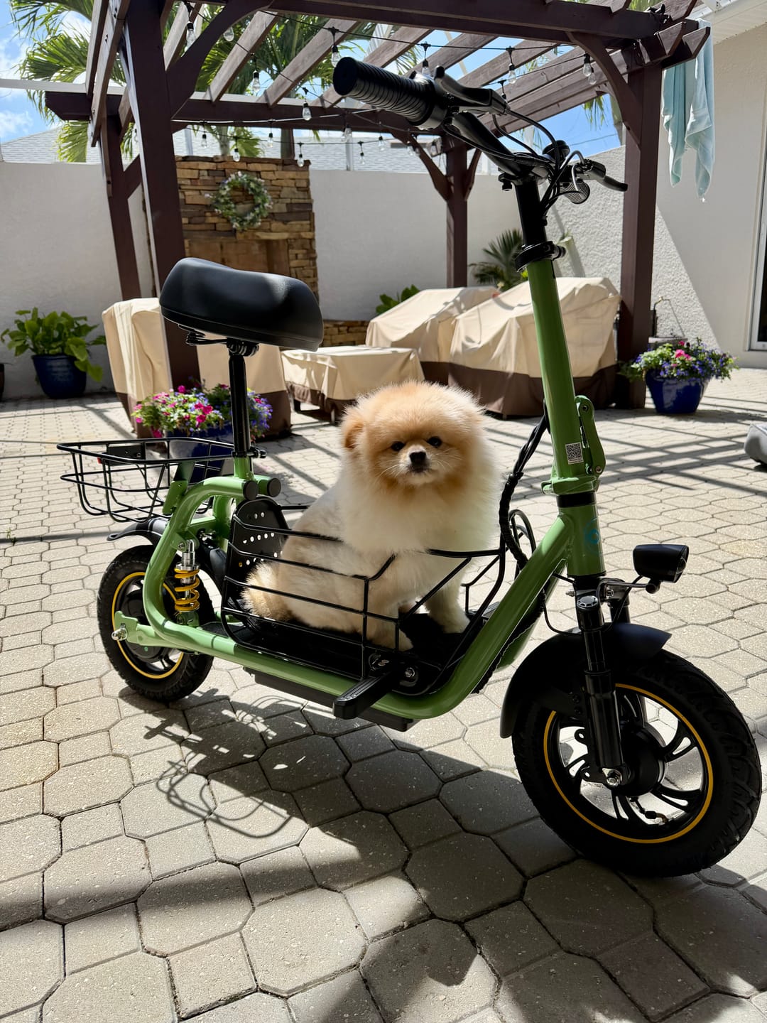 Customer photo review of Gyroor C1 Pro 800W Scooter – Dual Baskets for Cargo & Pets