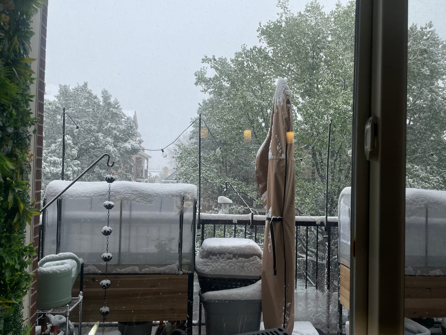 Customer photo review of Greenhouse Cover