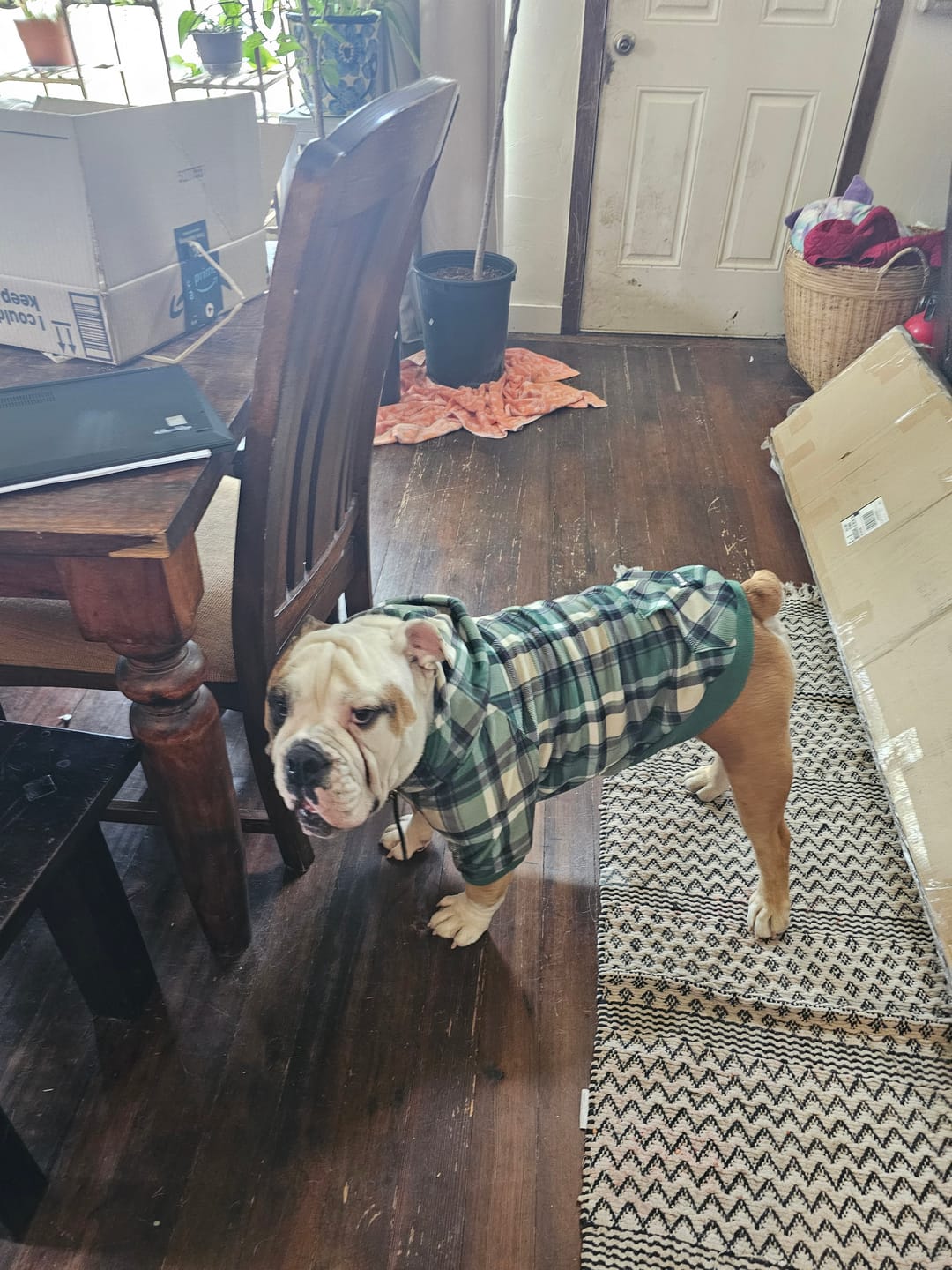 Customer photo review of Green Plaid Dog Hoodie