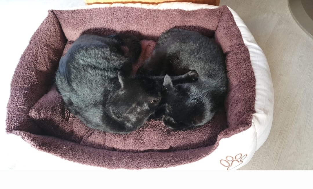 Customer photo review of Zpot-on für Katzen gegen Zecken, Flöhe, Milben & Mücken [Jahresvorrat]