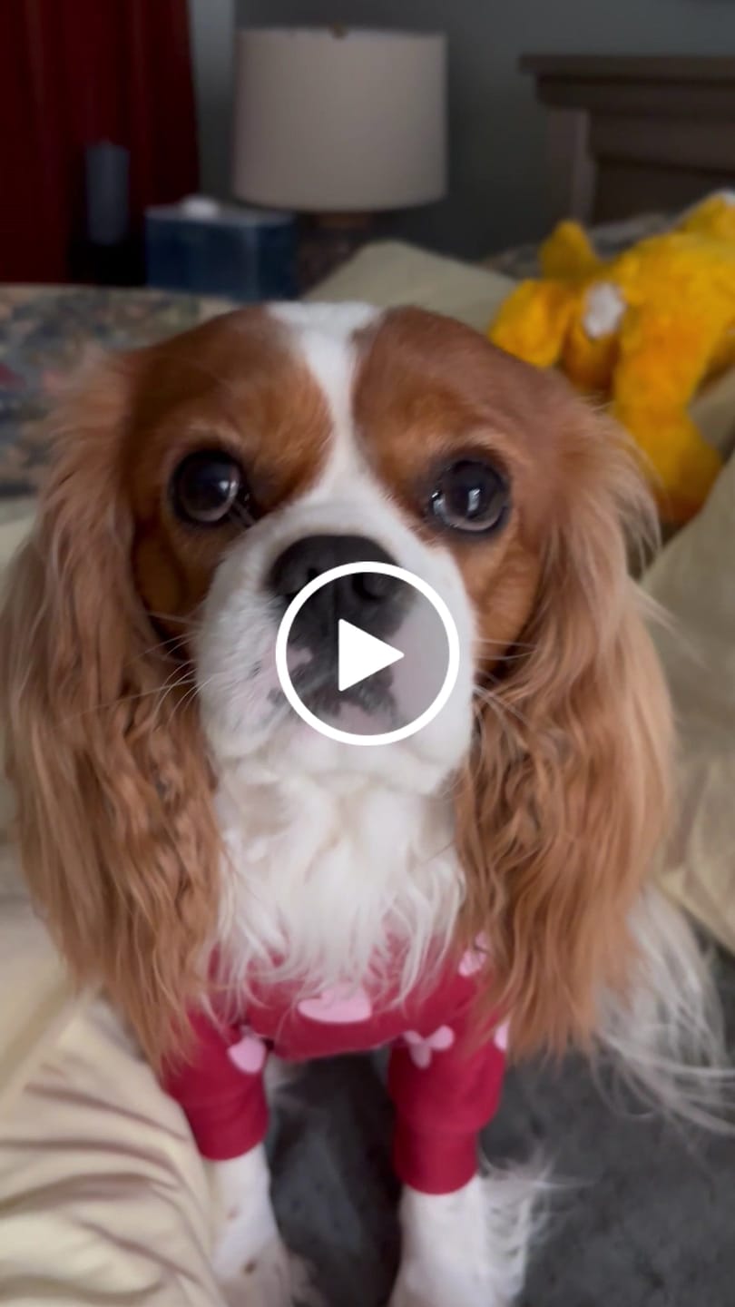 Customer video review of Dog Pajama - Hearts