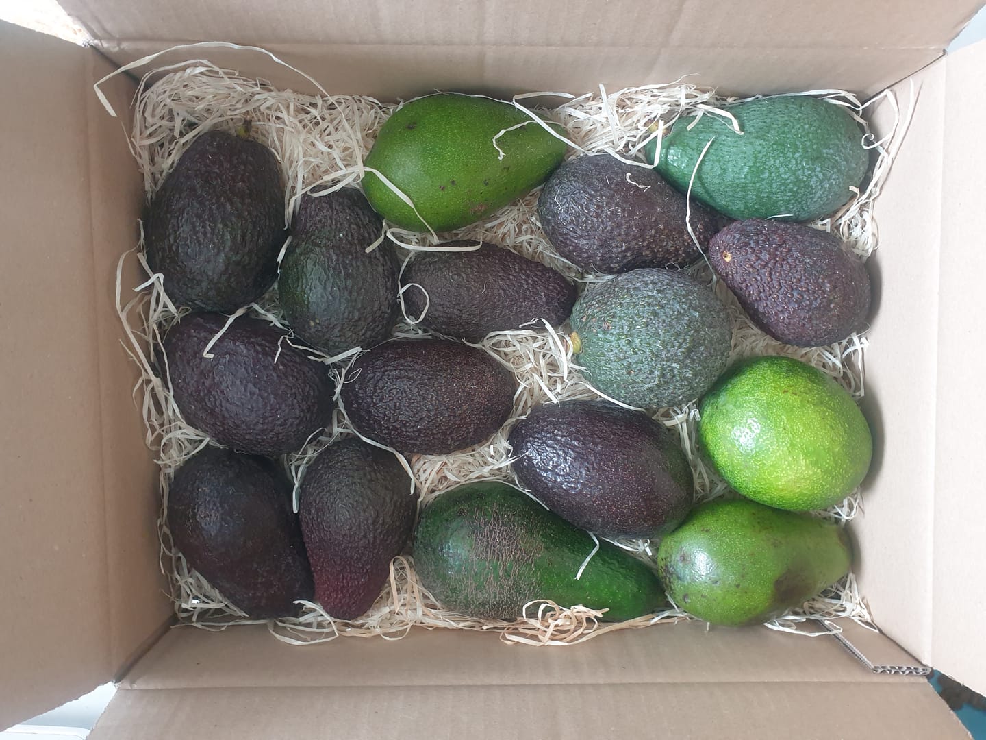 Customer photo review of Avocado-Mix 13 Monate baumgereift Sonderaktion % 2kg Box