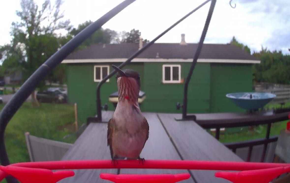 Customer photo review of Birdfy Hum Feeder Duo - Hummingbird Feeder with Dual Camera