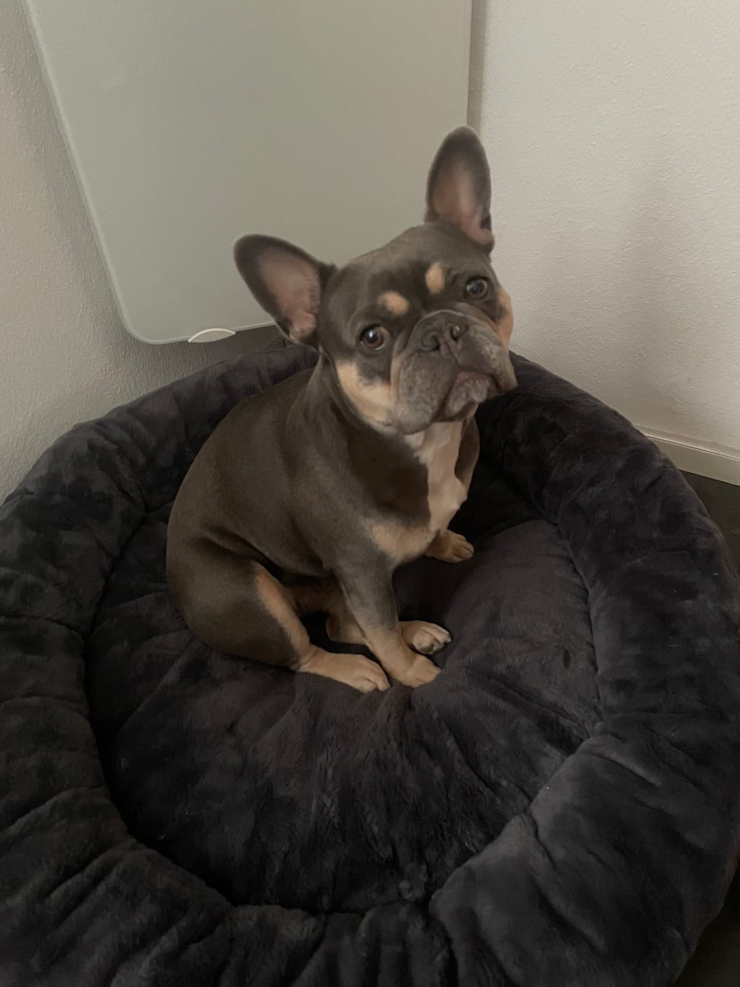 Customer photo review of Orthopädisches Hundebett Deluxe