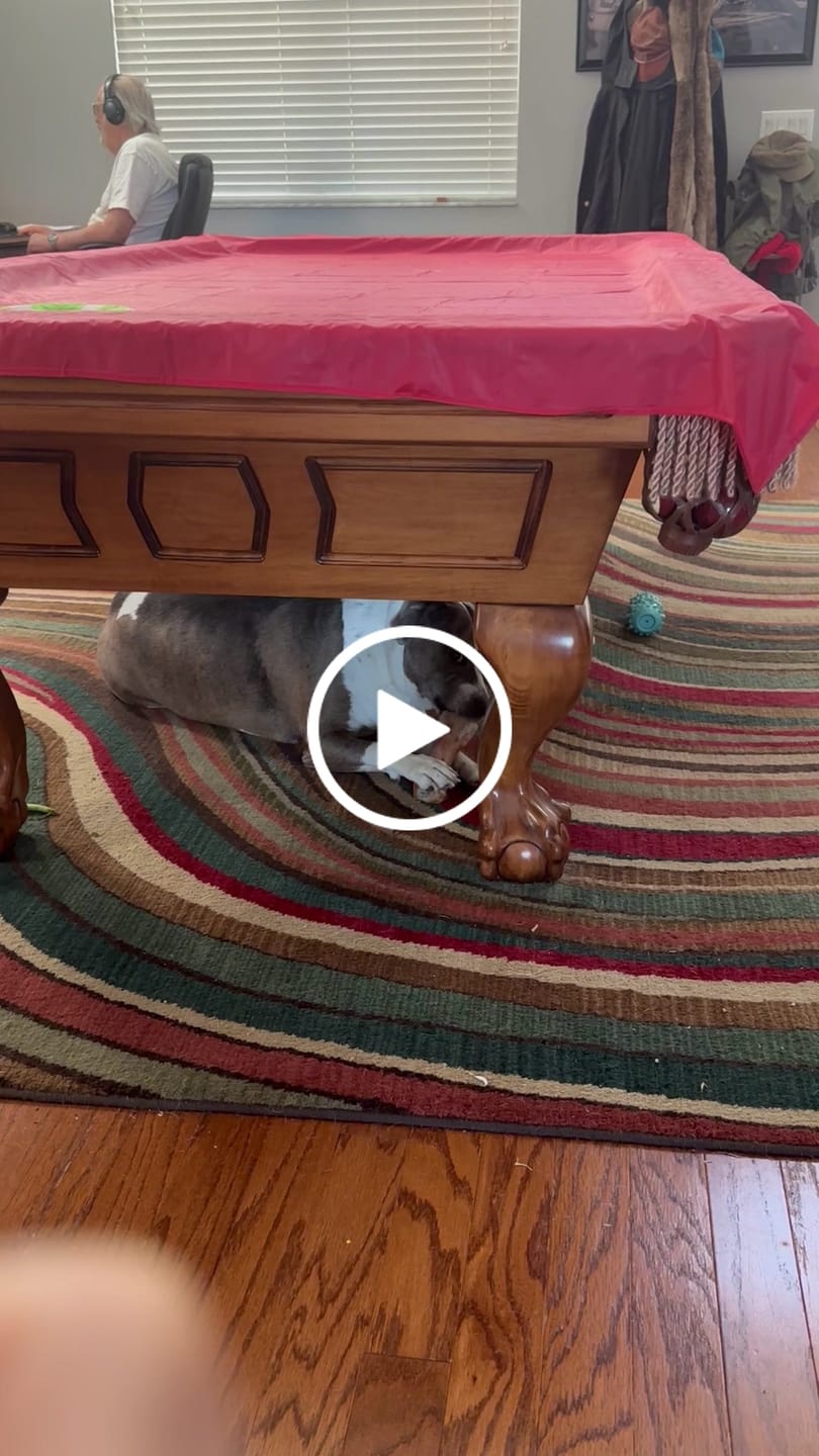 Customer video review of Pig Ears