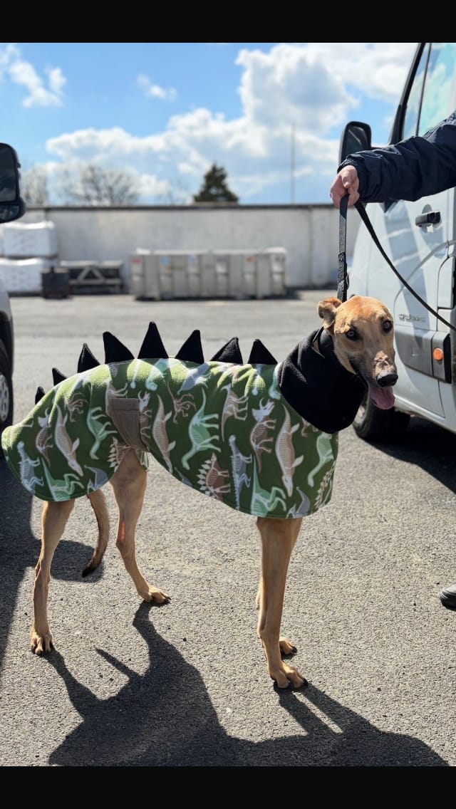 Customer photo review of Dino Skeletons on Green Anti Pill Polar Fleece Fabric