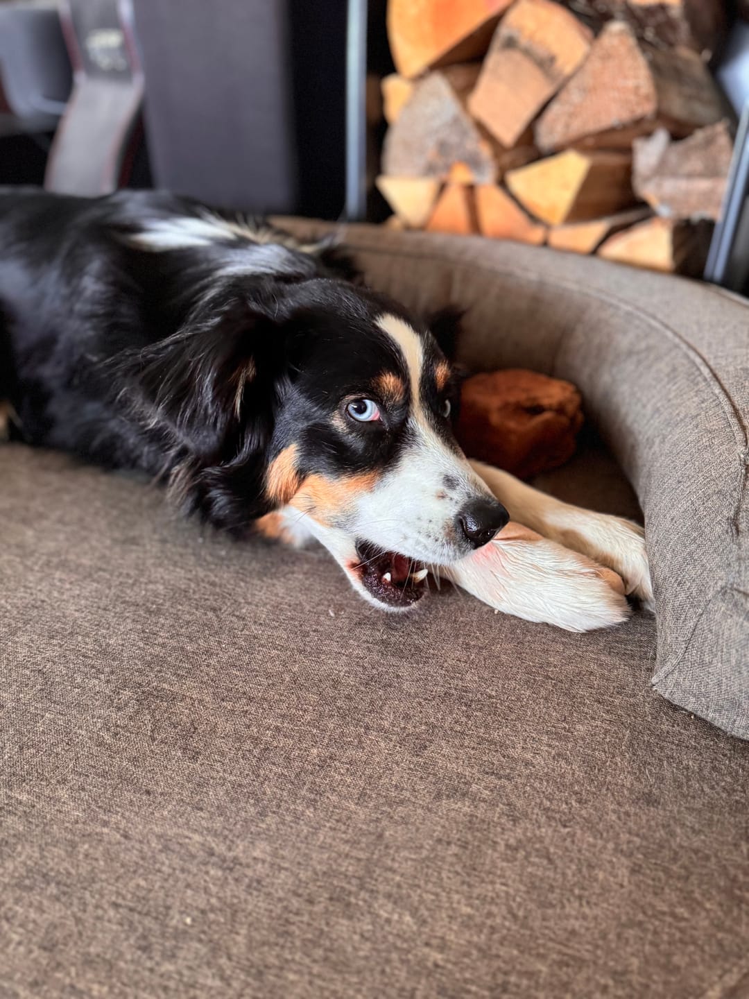 Customer photo review of BetterBone Hundeknochen – Nachhaltig, Zahnfreundlich & Langlebiges Kauspielzeug