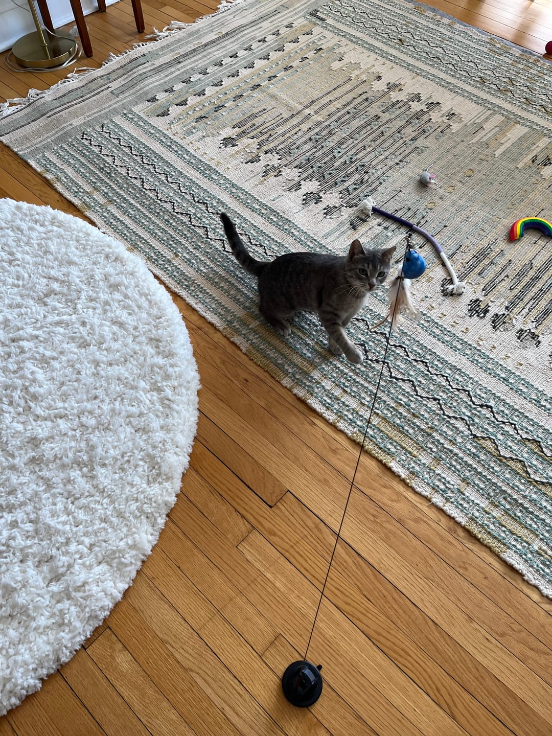 Customer photo review of Interactive Bird Simulation Cat Toy Set