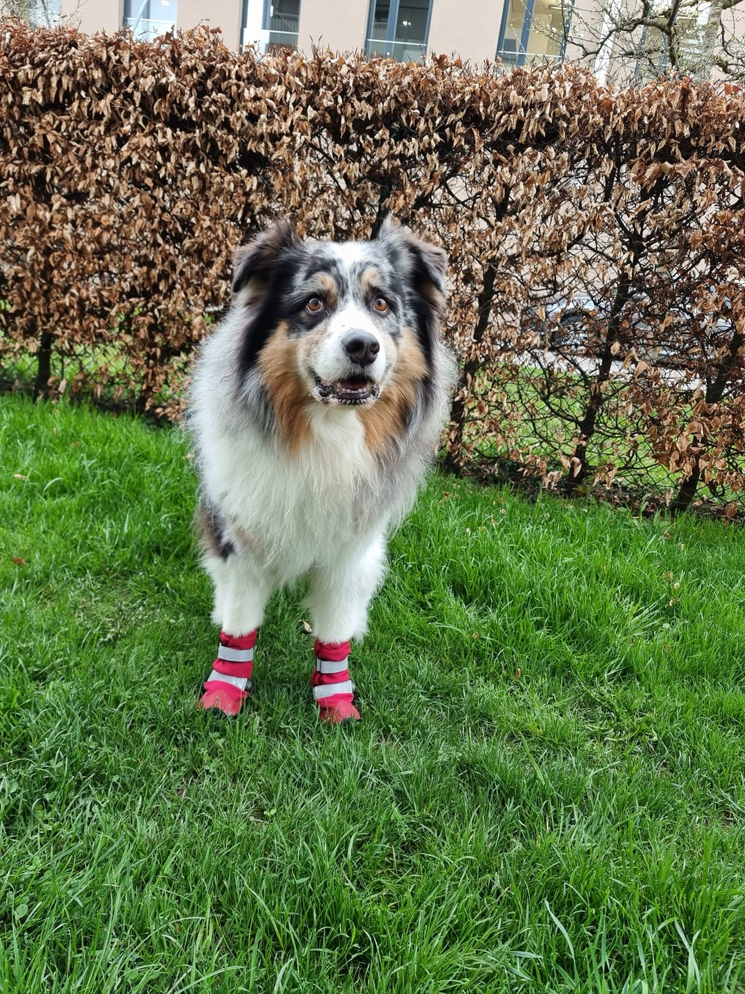 Customer photo review of Flex Shell Waterproof Dog Boots - Red