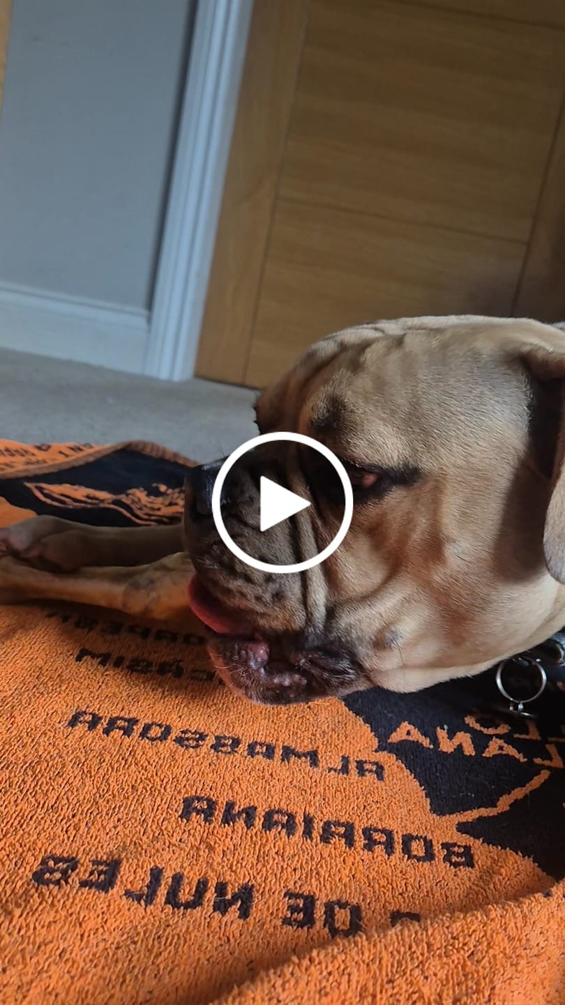 Customer video review of Lamb Feet (3pk)