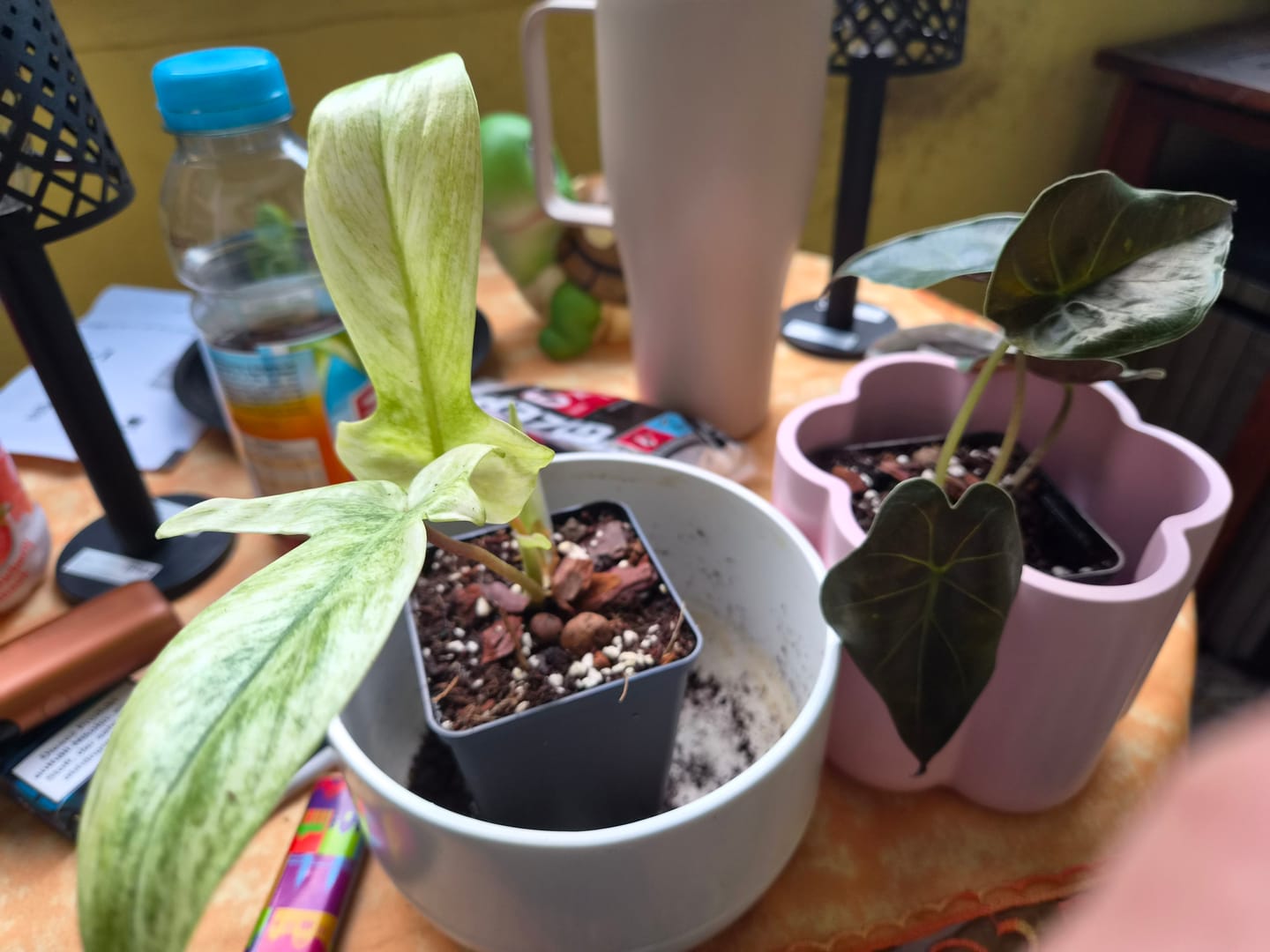 Customer photo review of PHILODENDRON FLORIDA GHOST