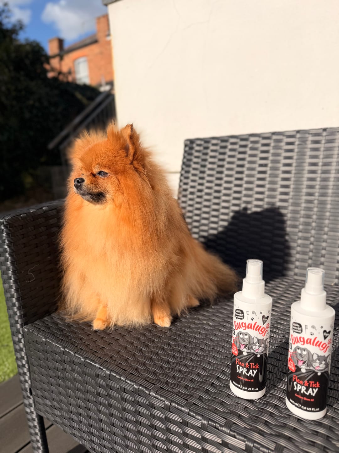 Customer photo review of Flea & Tick Spray with Neem Oil for Dogs & Cats