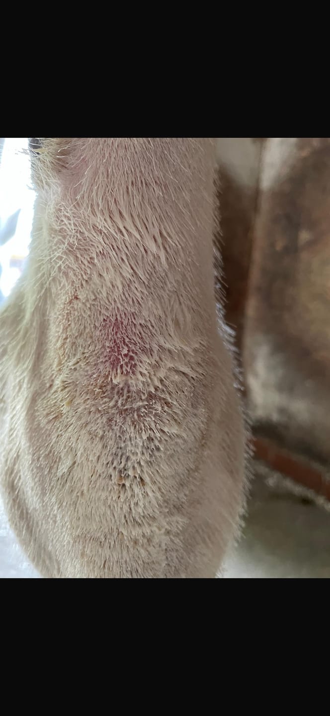 Customer photo review of Horse Spray