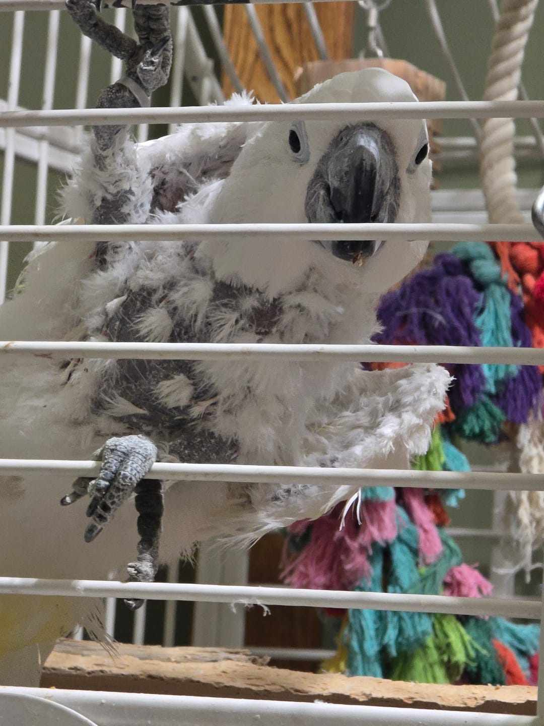 Customer photo review of Big Chippy - The Ultimate Toy For Big Birds