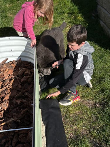 Customer's children and a puppy next to the light green 17” Tall Modular garden bed, which is partially filled.