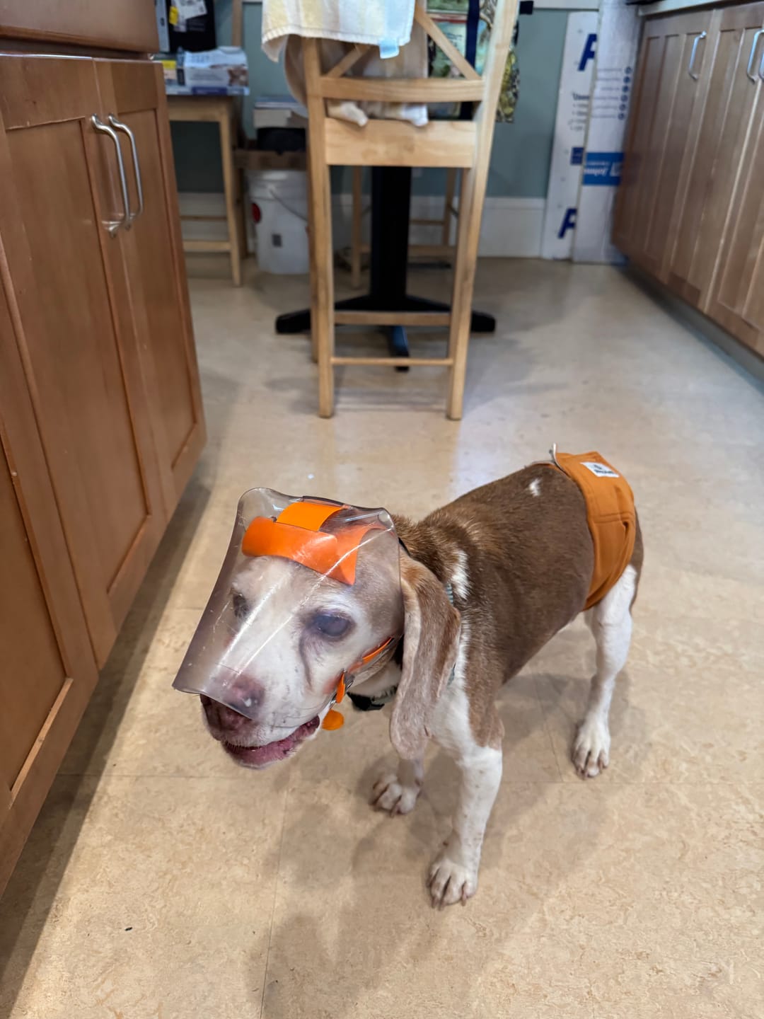 Customer photo review of OptiVizor - Regular Snout - Clear UV Tint