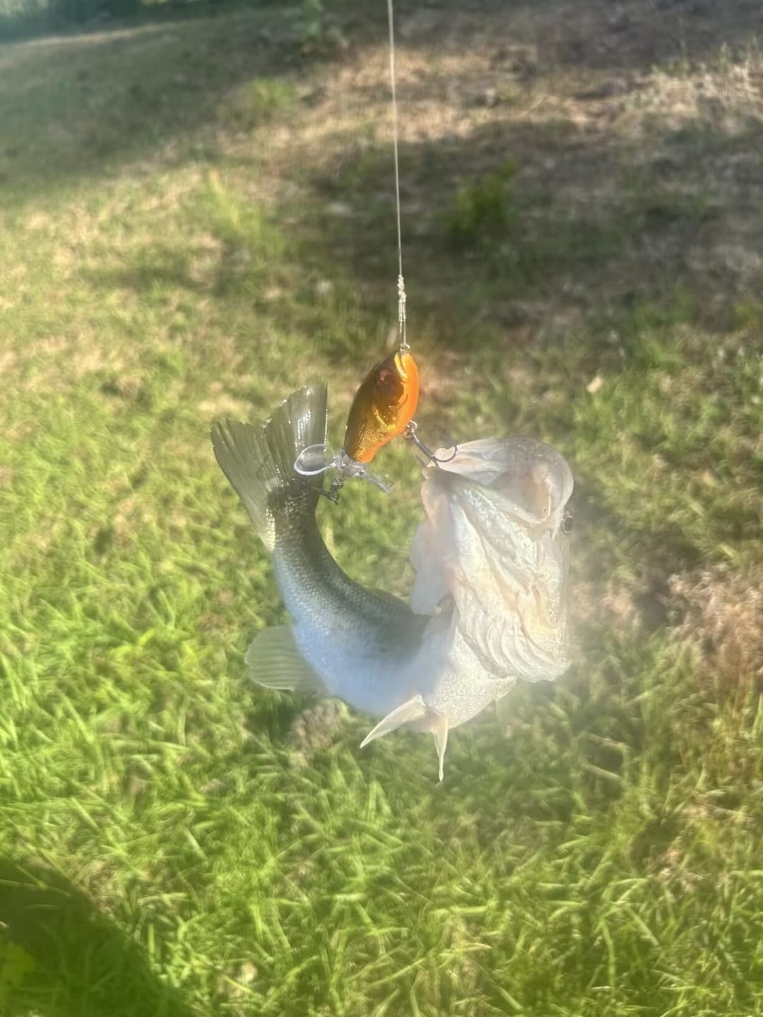 Customer photo review of TRUSCEND PoPobait with BKK Hooks, Top Water Whopper Plopper Fishing Lures for Bass Walleye Pike Catfish, Floating Lure for Freshwater or Saltwater Amazing Lures Fishing Gifts for Family Fishing [WM]